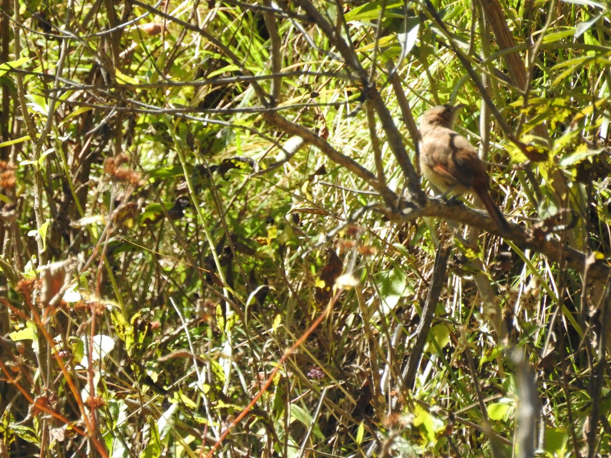 Spot-breasted Thornbird - ML311659961