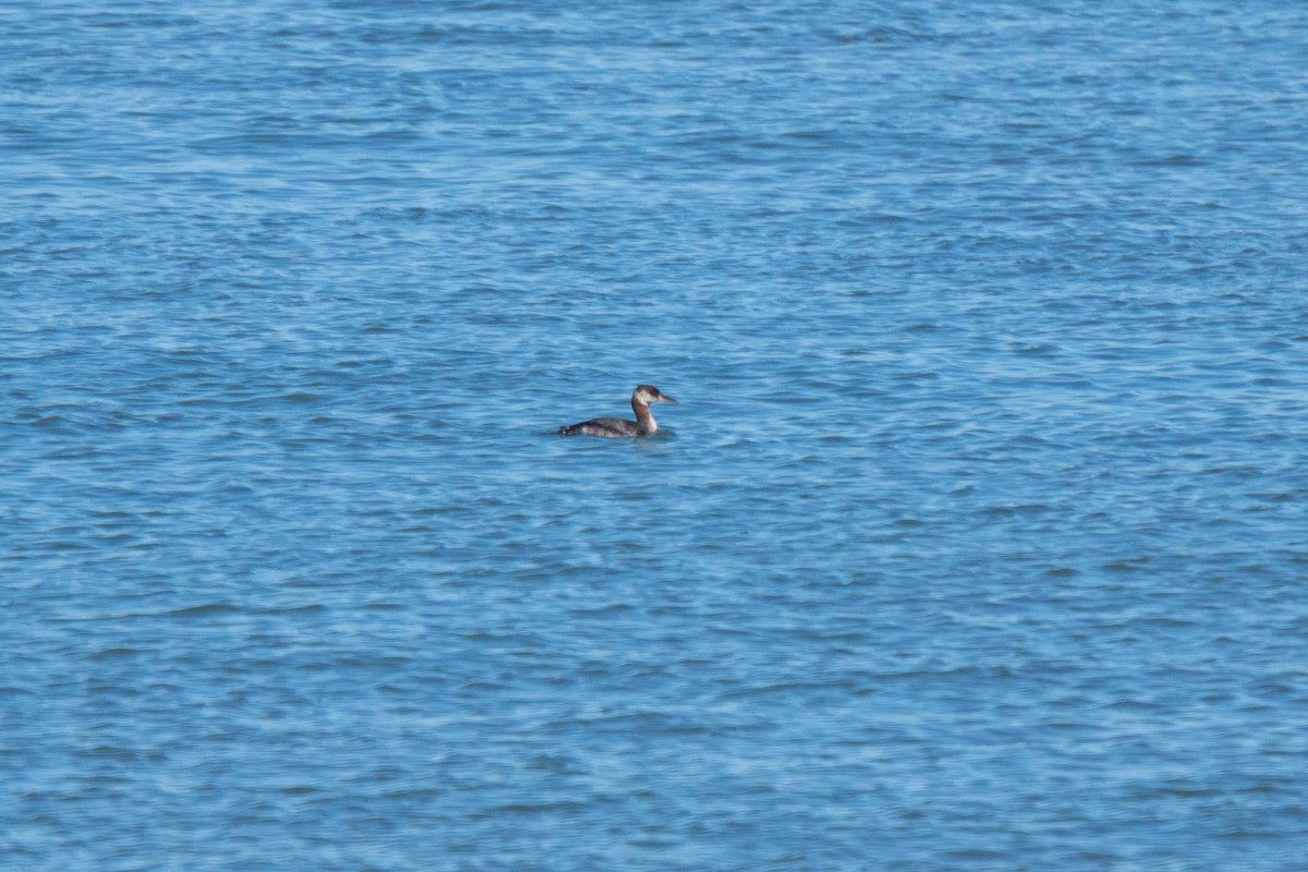 Red-necked Grebe - ML311679741