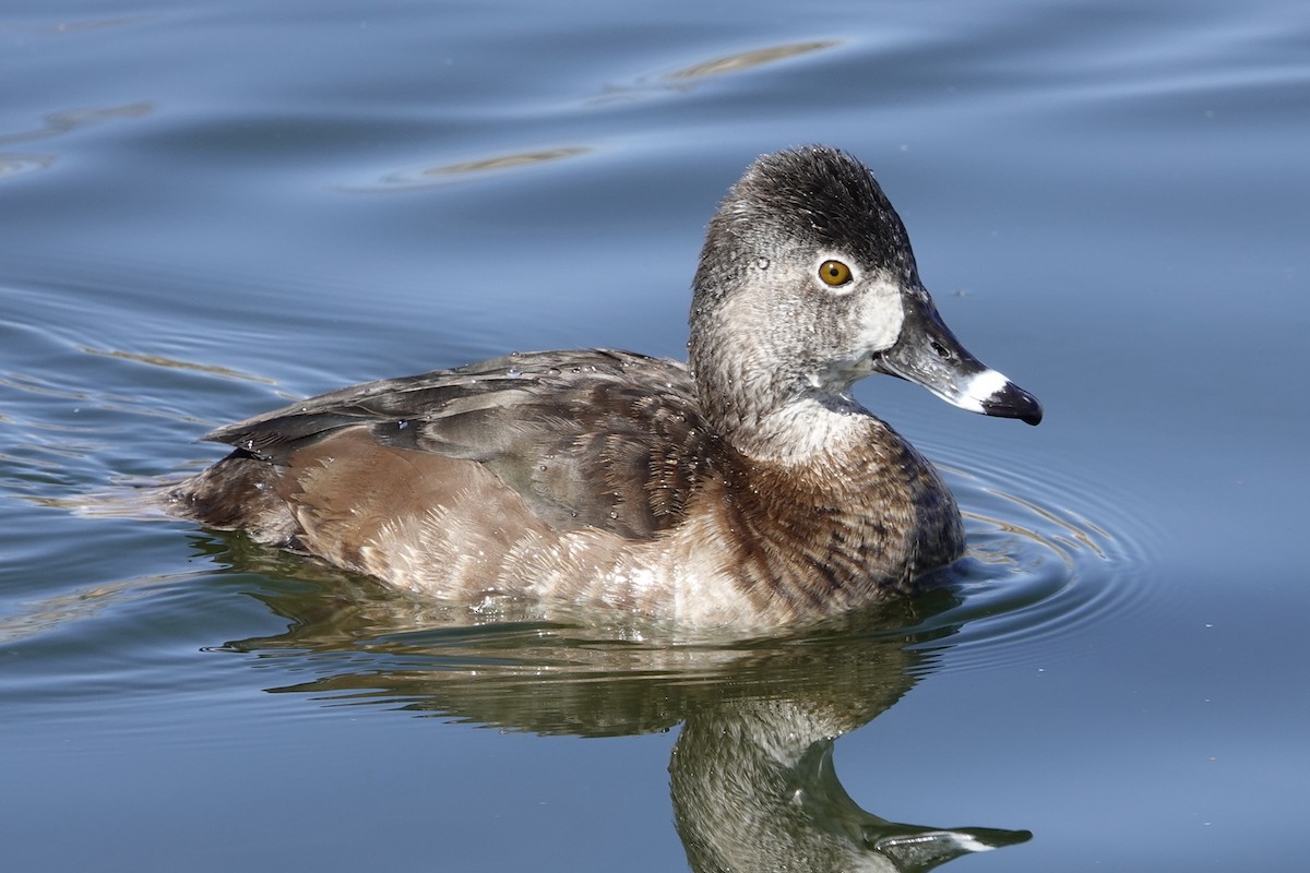Ring-necked Duck - Walt Anderson