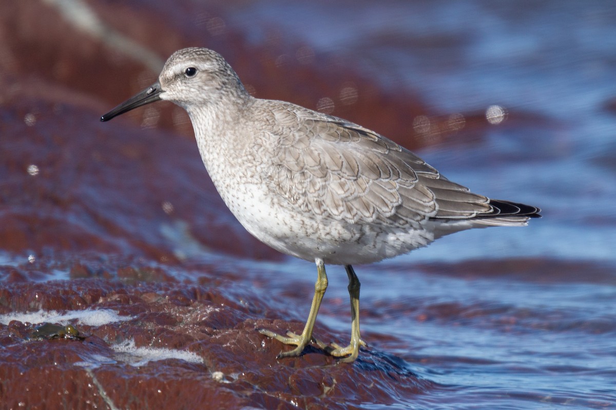 Red Knot - ML311681101