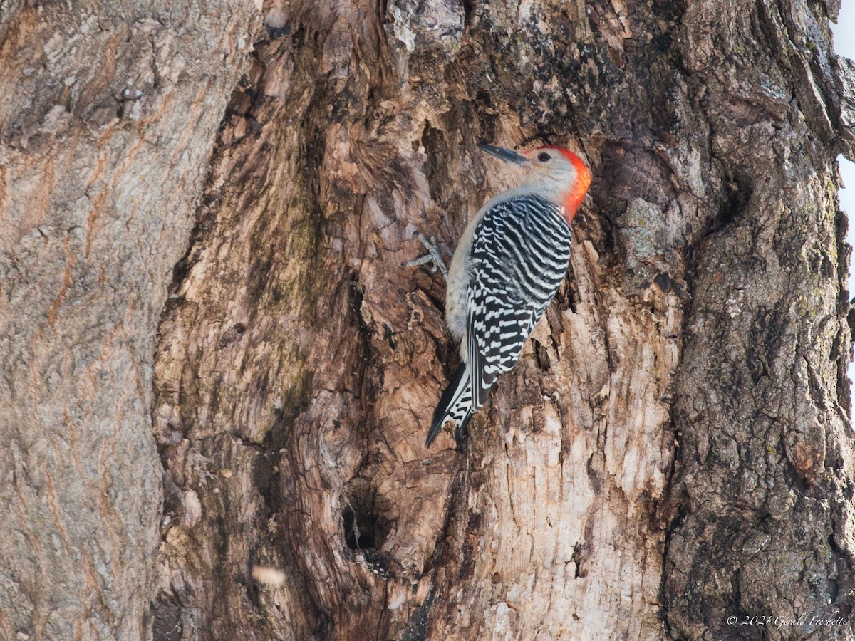 Red-bellied Woodpecker - ML311682541