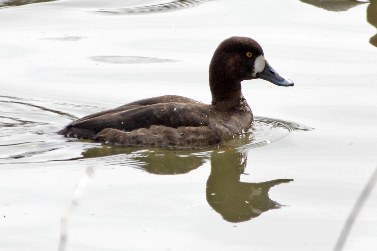Greater Scaup - Rob Dickerson