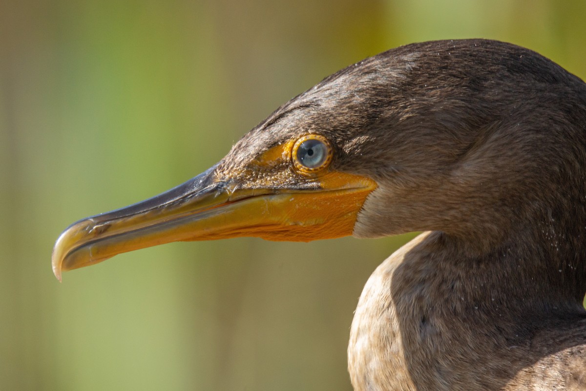 Double-crested Cormorant - David Turgeon
