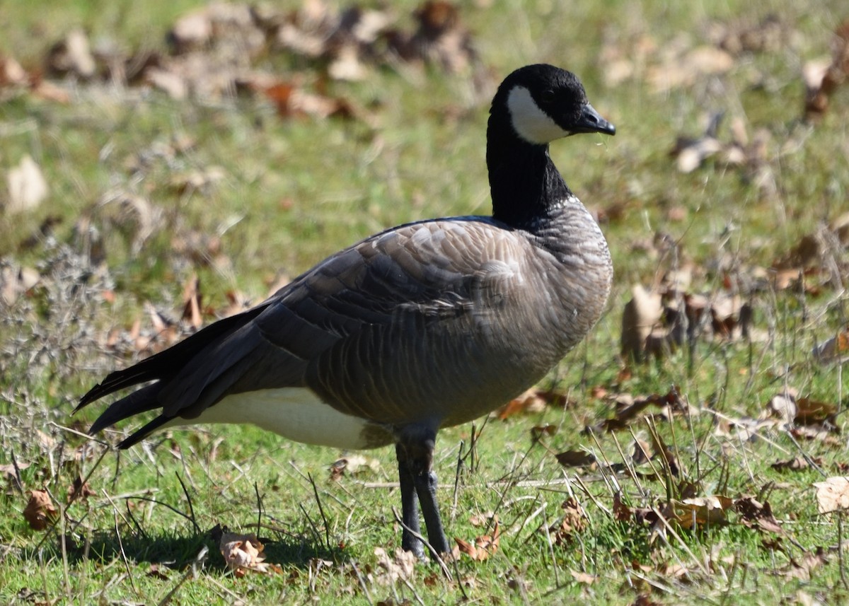 Cackling Goose (minima) - ML311691491