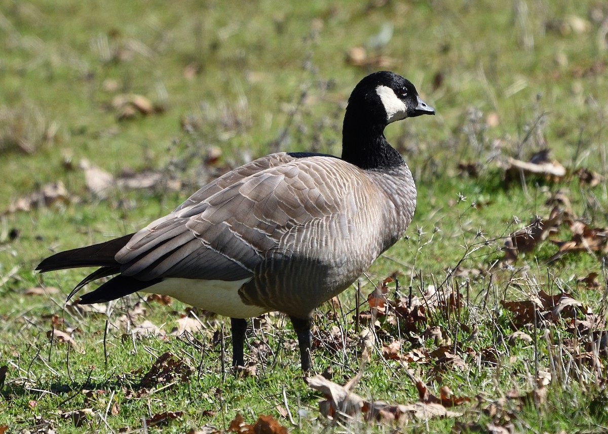 Cackling Goose (minima) - Barbara Peck