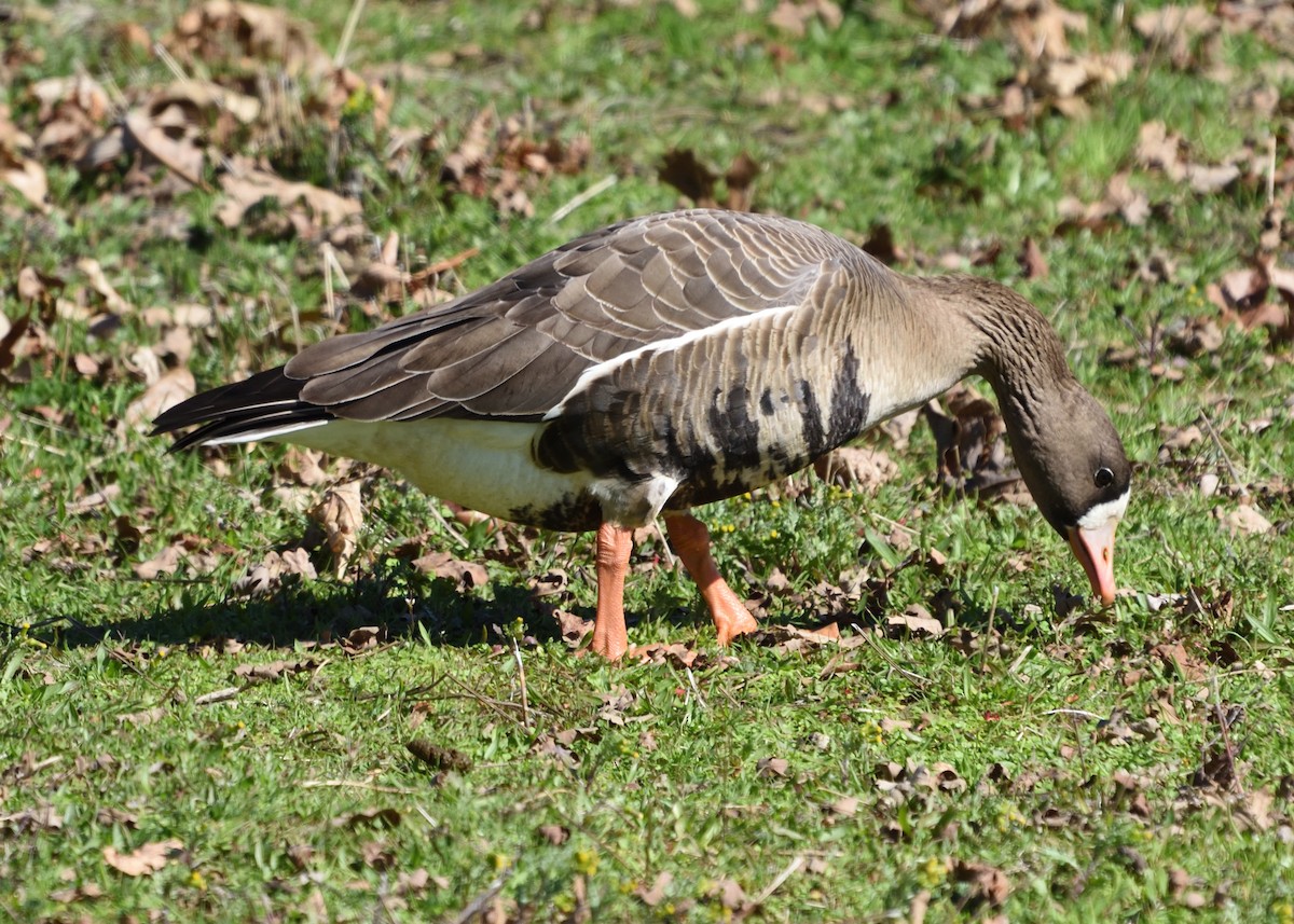 Greater White-fronted Goose - ML311691911
