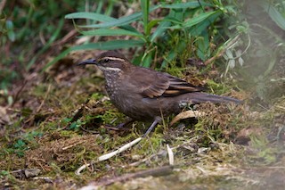 Royal Cinclodes - Cinclodes aricomae - Birds of the World