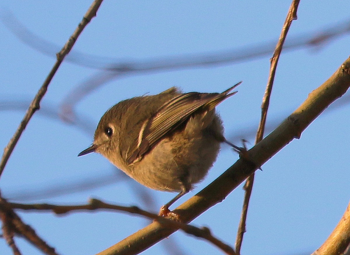 Ruby-crowned Kinglet - Mike Fung