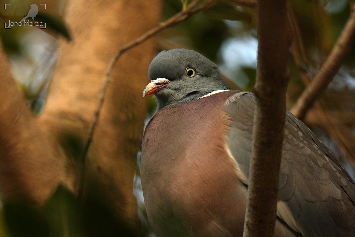 Common Wood-Pigeon - Jana Marco