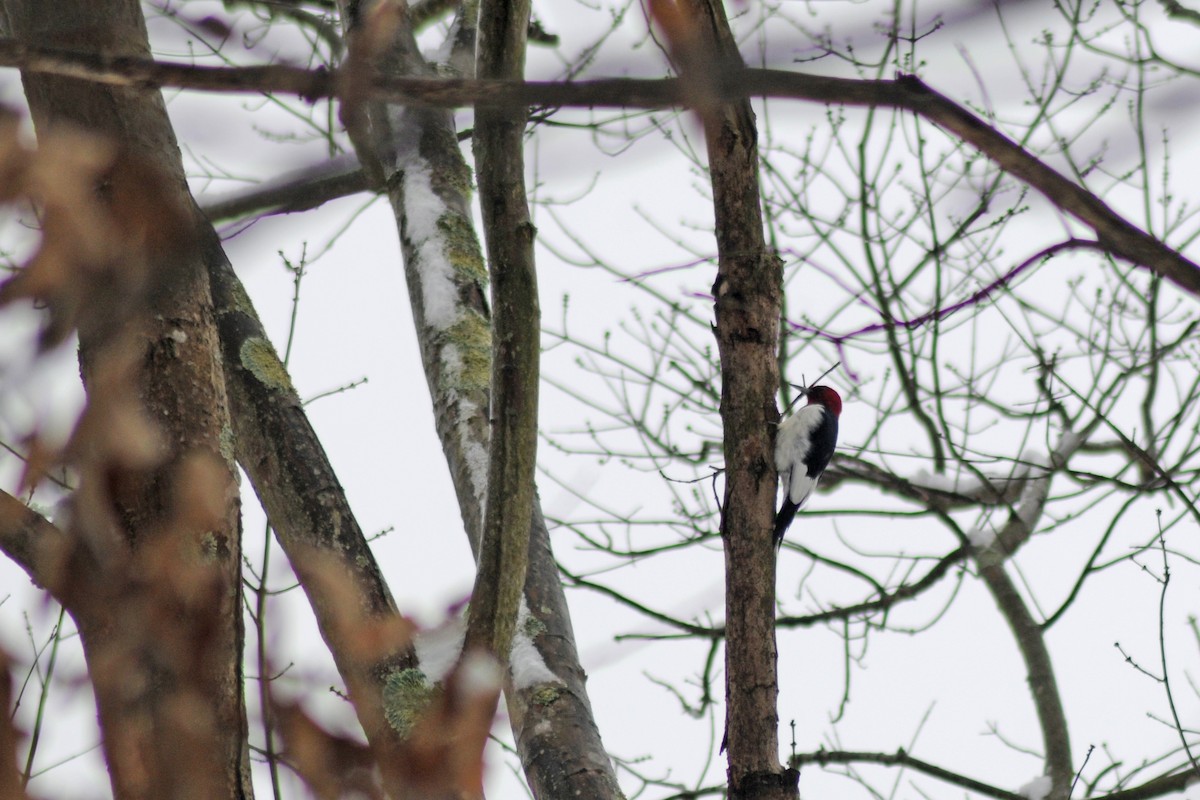 Red-headed Woodpecker - Lori  McCollister