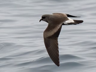  - Townsend's Storm-Petrel