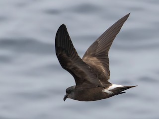  - Townsend's Storm-Petrel