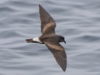  - Townsend's Storm-Petrel
