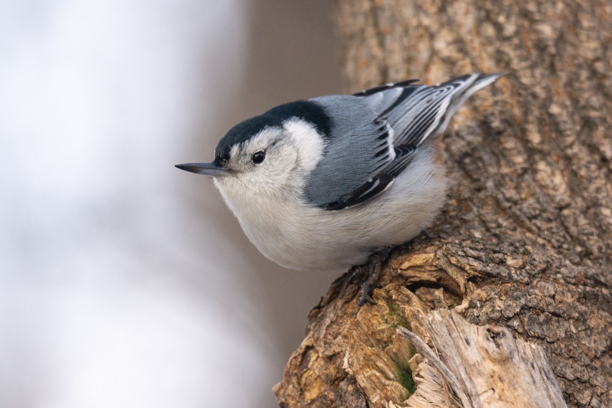 White-breasted Nuthatch - ML311702591