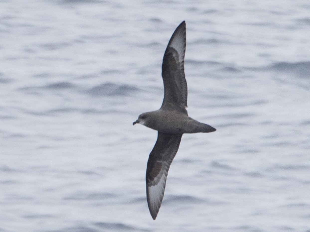 Murphysturmvogel - eBird