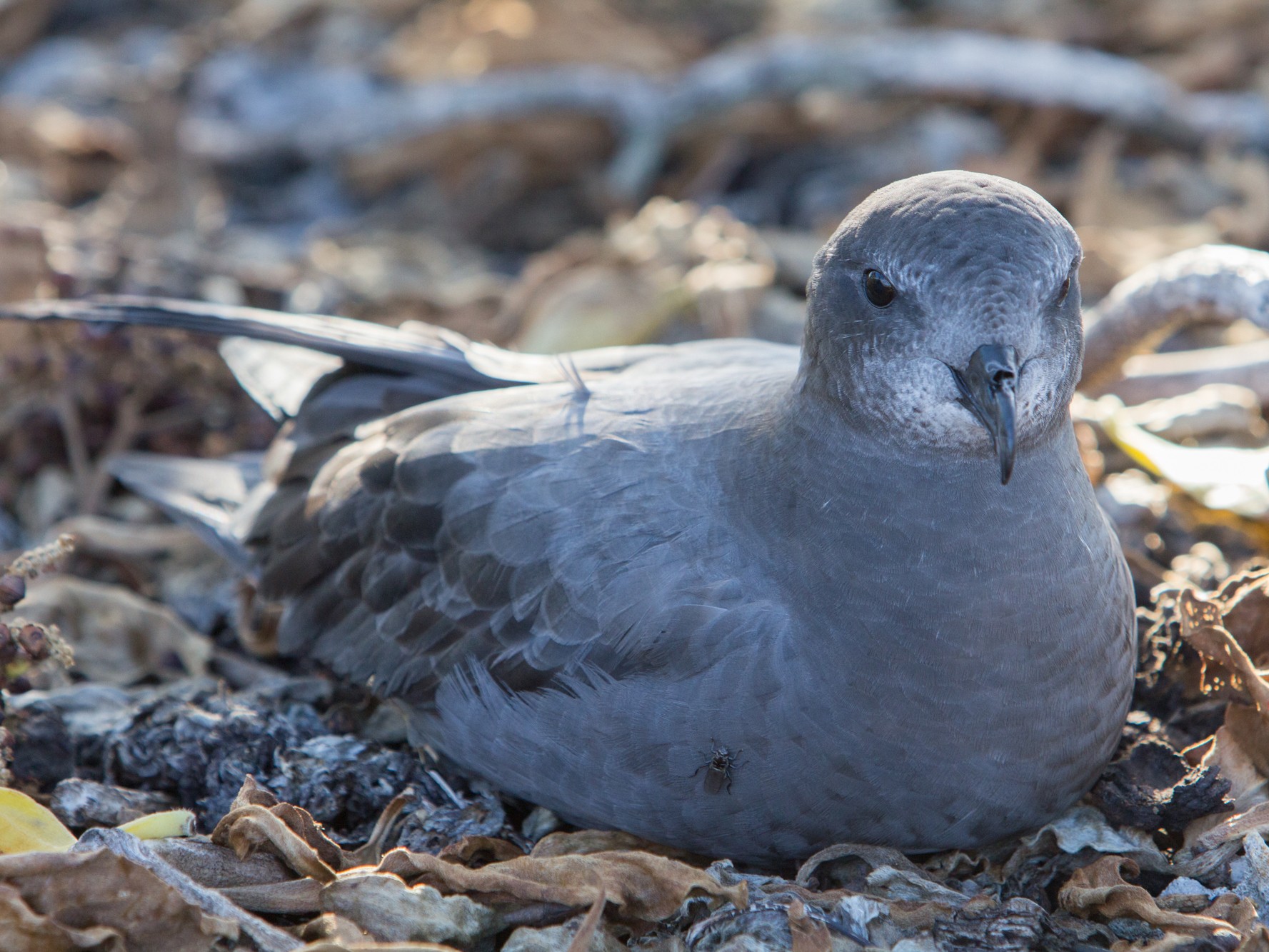 Murphy's Petrel - eBird