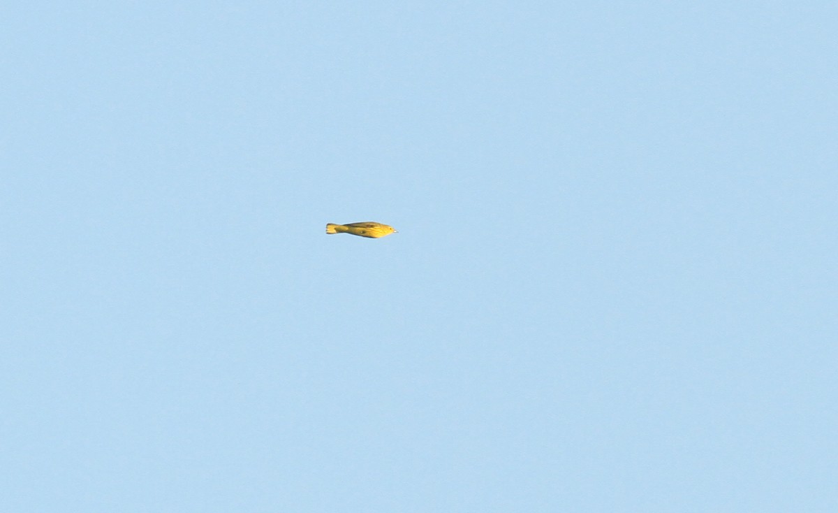 Yellow Warbler - ML311705071
