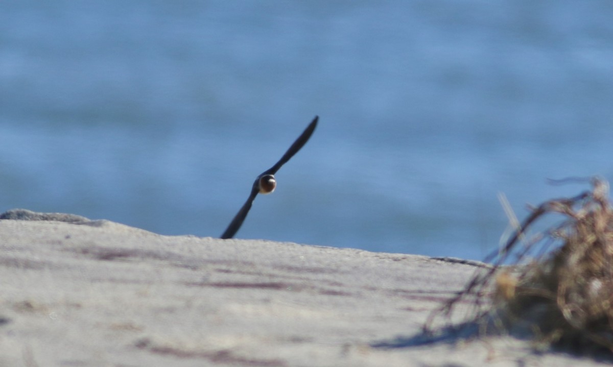 Cliff Swallow (pyrrhonota Group) - Sky Kardell