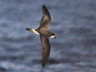バミューダミズナギドリ - eBird