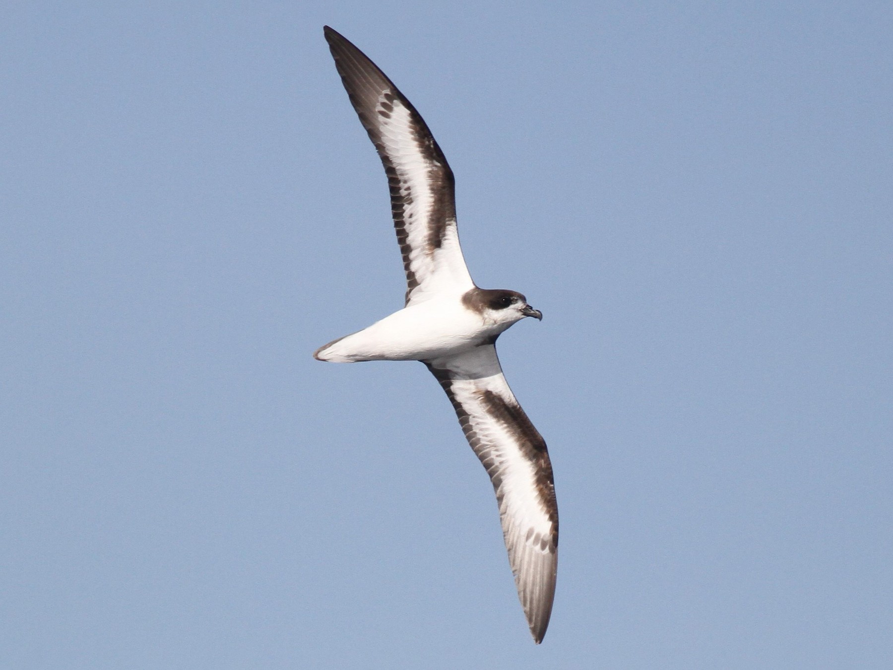 Bermuda Petrel - eBird