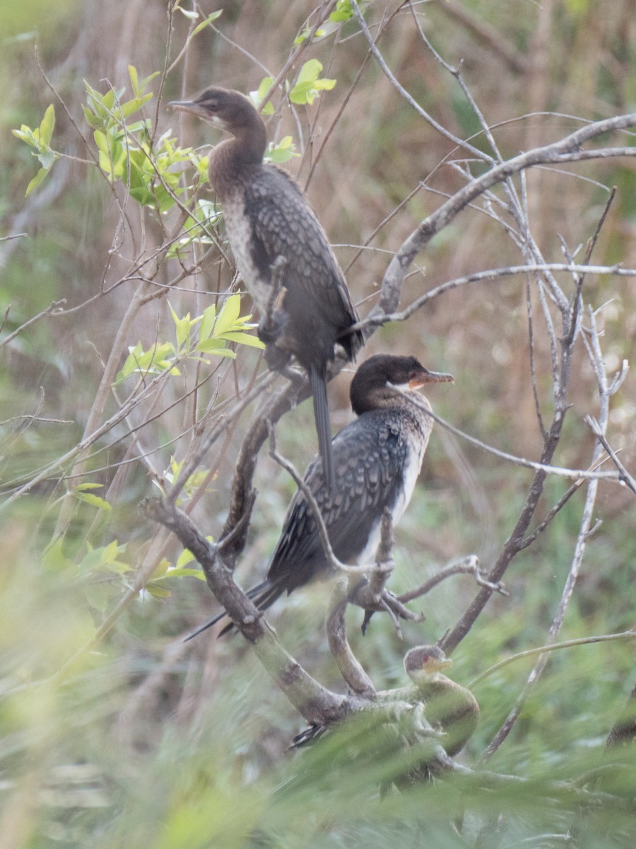 Long-tailed Cormorant - Peter Hellman