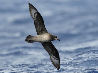  - Providence Petrel