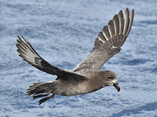  - Providence Petrel