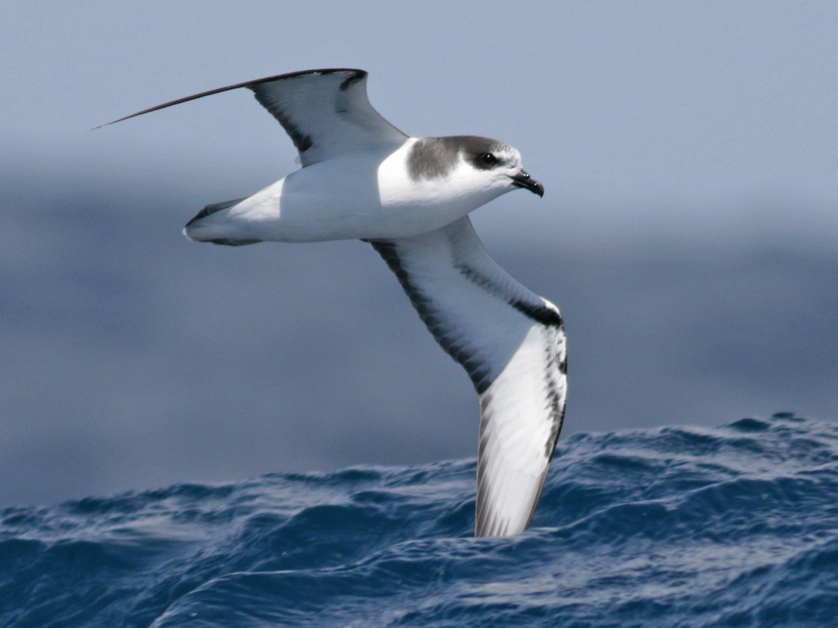 Stejneger's Petrel - David Fisher