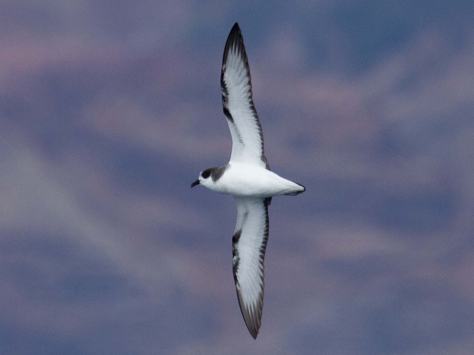 Stejneger's Petrel - Fernando Díaz I Albatross Birding Chile