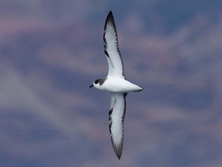  - Fernando Díaz I Albatross Birding Chile - ML311709451