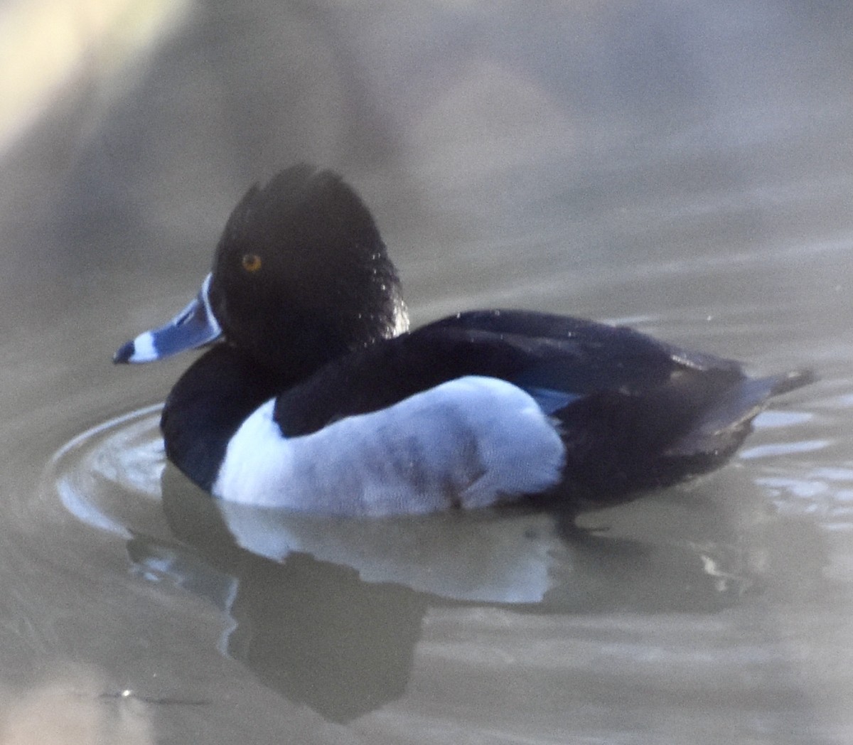 Ring-necked Duck - ML311711011