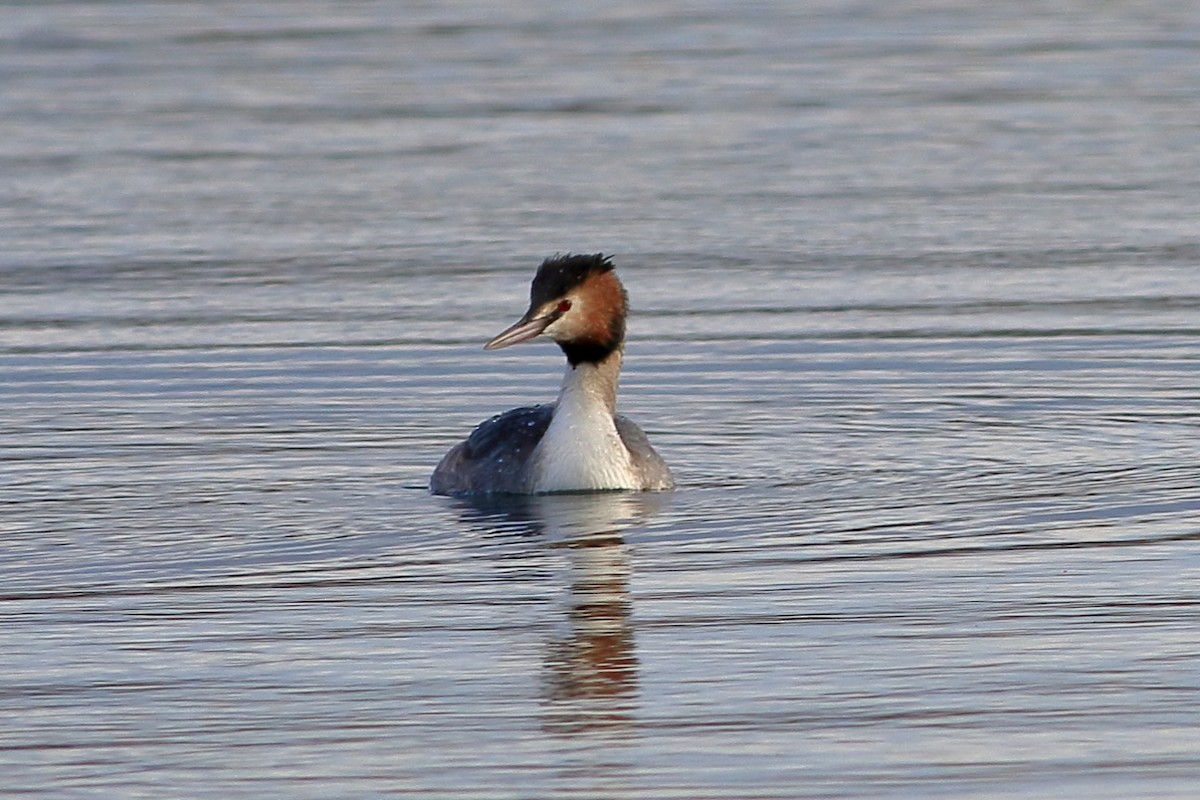 Great Crested Grebe - ML311715021