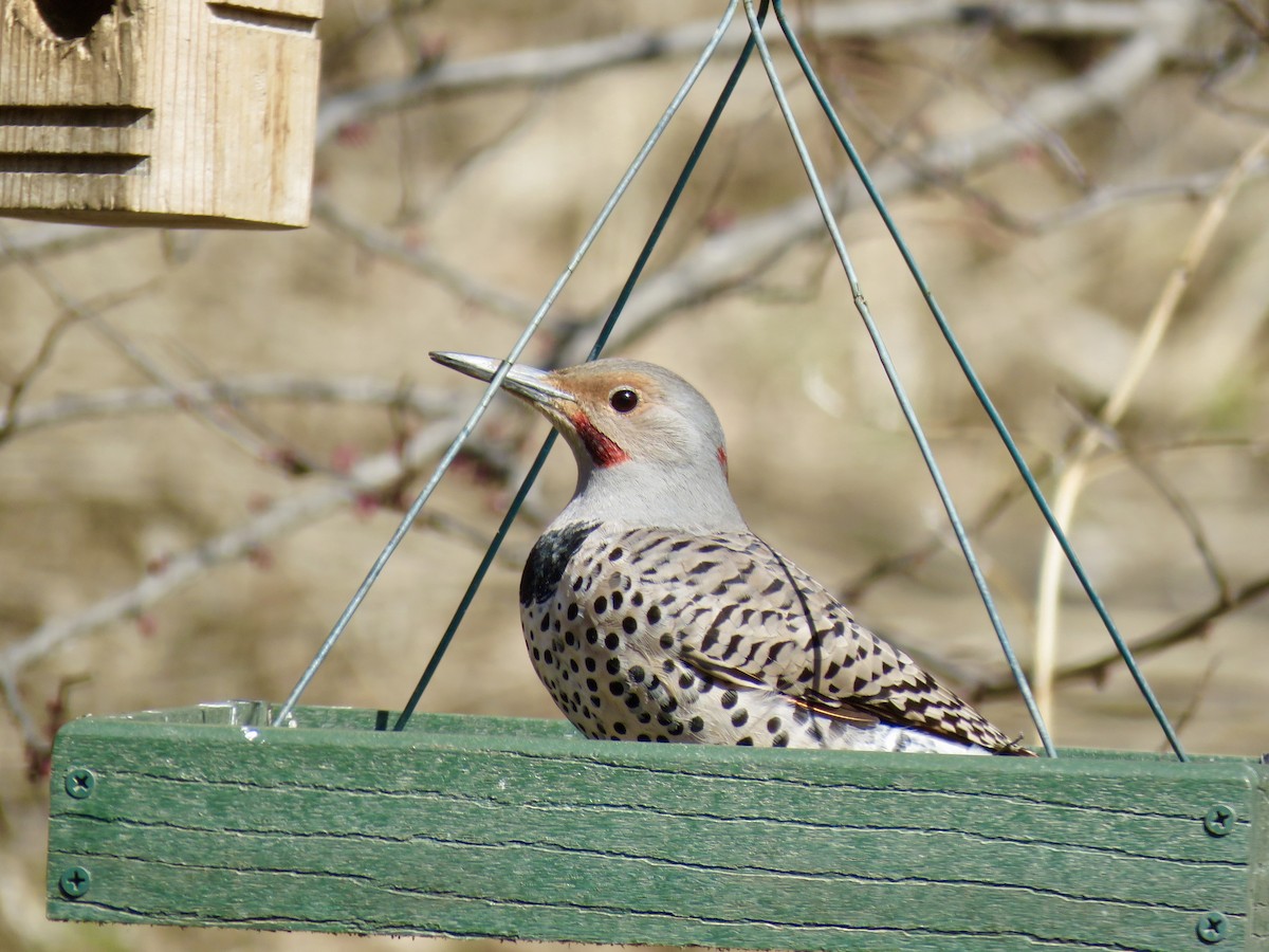 Northern Flicker (Yellow-shafted x Red-shafted) - Lisa Owens