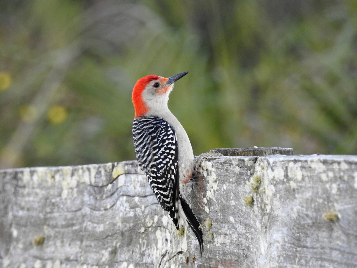 Red-bellied Woodpecker - S. K.  Jones