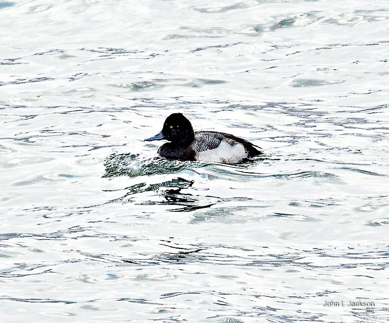 Greater Scaup - ML311726731