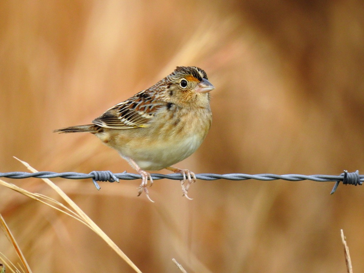 Grasshopper Sparrow - S. K.  Jones