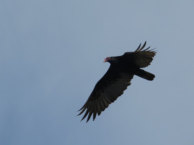 Turkey Vulture - ML31172861