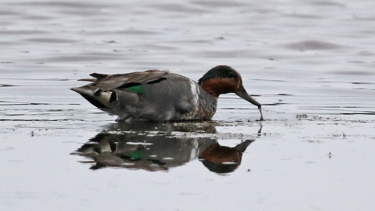 Green-winged Teal - ML31173141