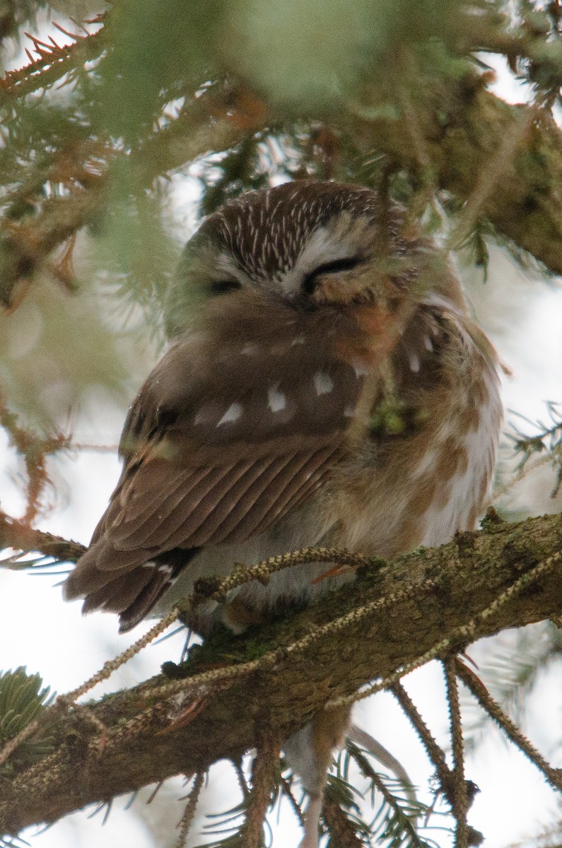 Northern Saw-whet Owl - Iain Rayner