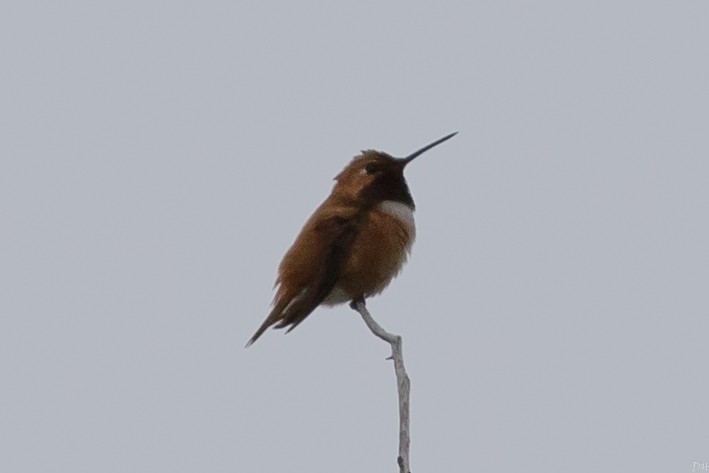 Rufous Hummingbird - David Hill
