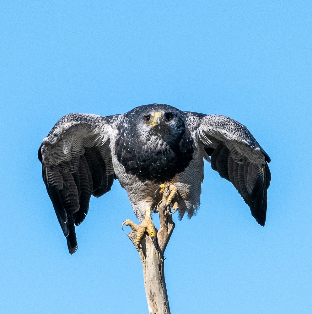 Black-chested Buzzard-Eagle - Jorge Lopez Moreno