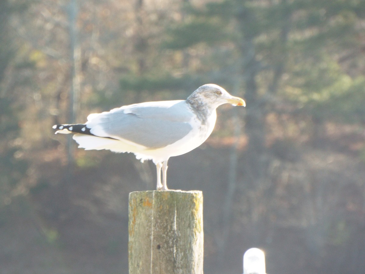 Herring Gull (American) - ML311756241