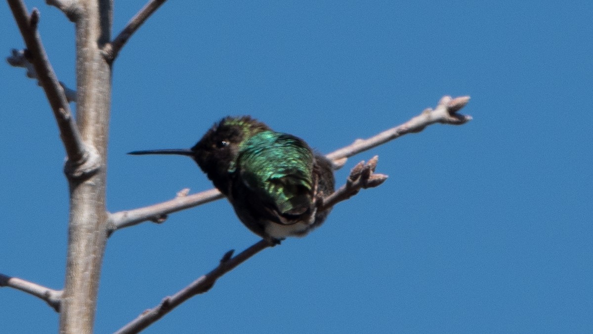 Anna's Hummingbird - David Cox