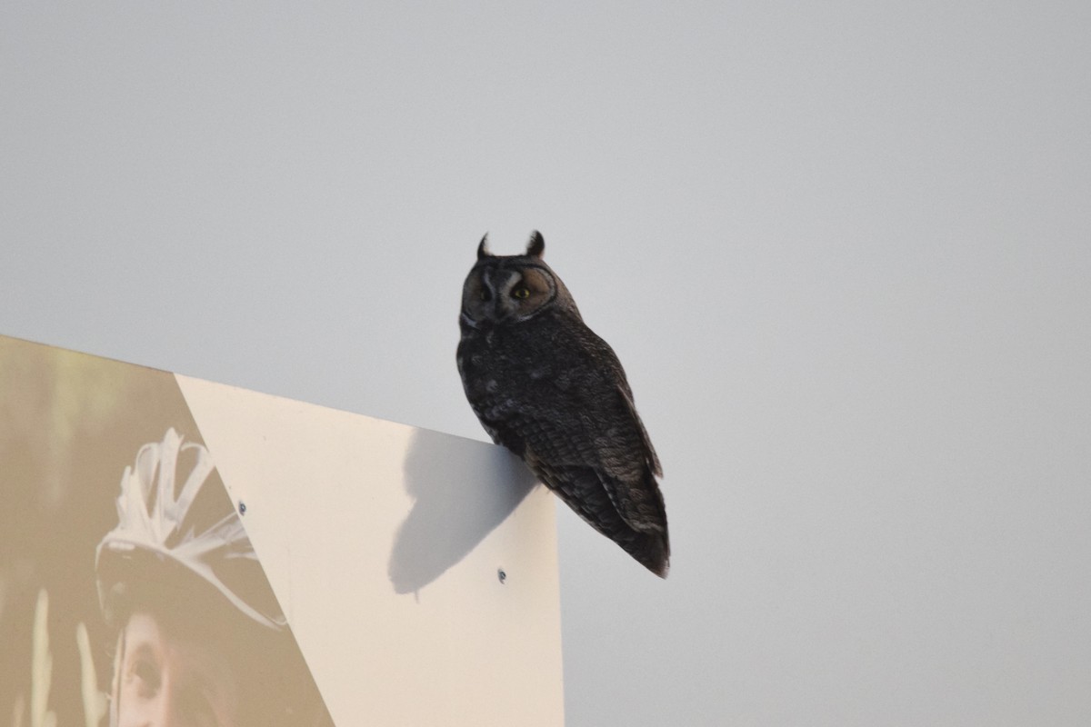 Long-eared Owl - Kevin Gevaert