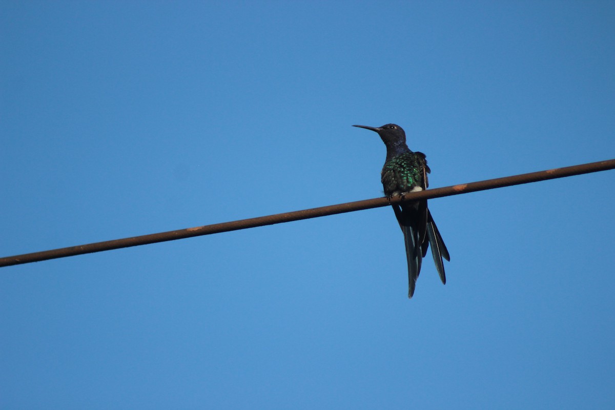 Swallow-tailed Hummingbird - ML311773031