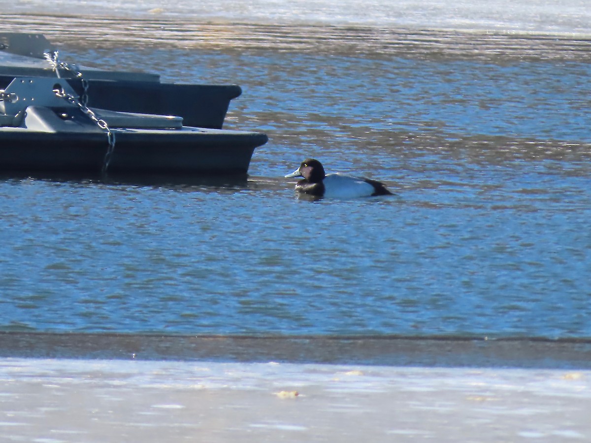 Greater Scaup - ML311780241