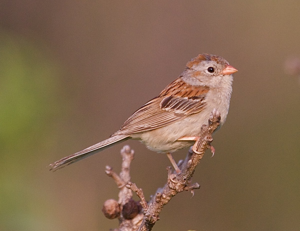 Field Sparrow - Karl Overman
