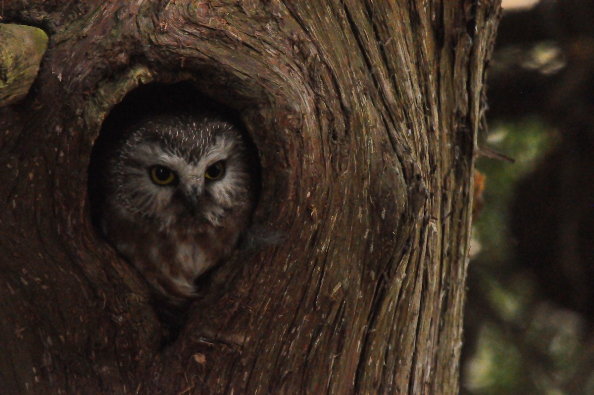 Northern Saw-whet Owl - John Cree