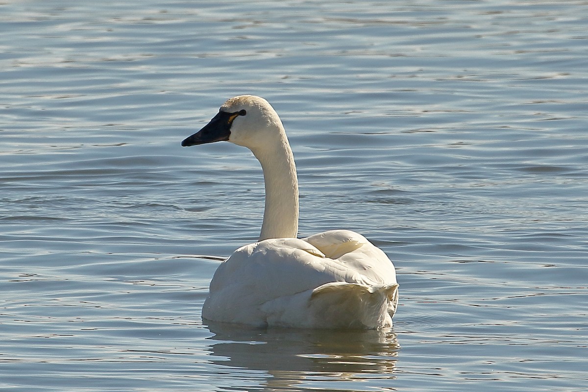 Tundra Swan (Whistling) - ML311788261