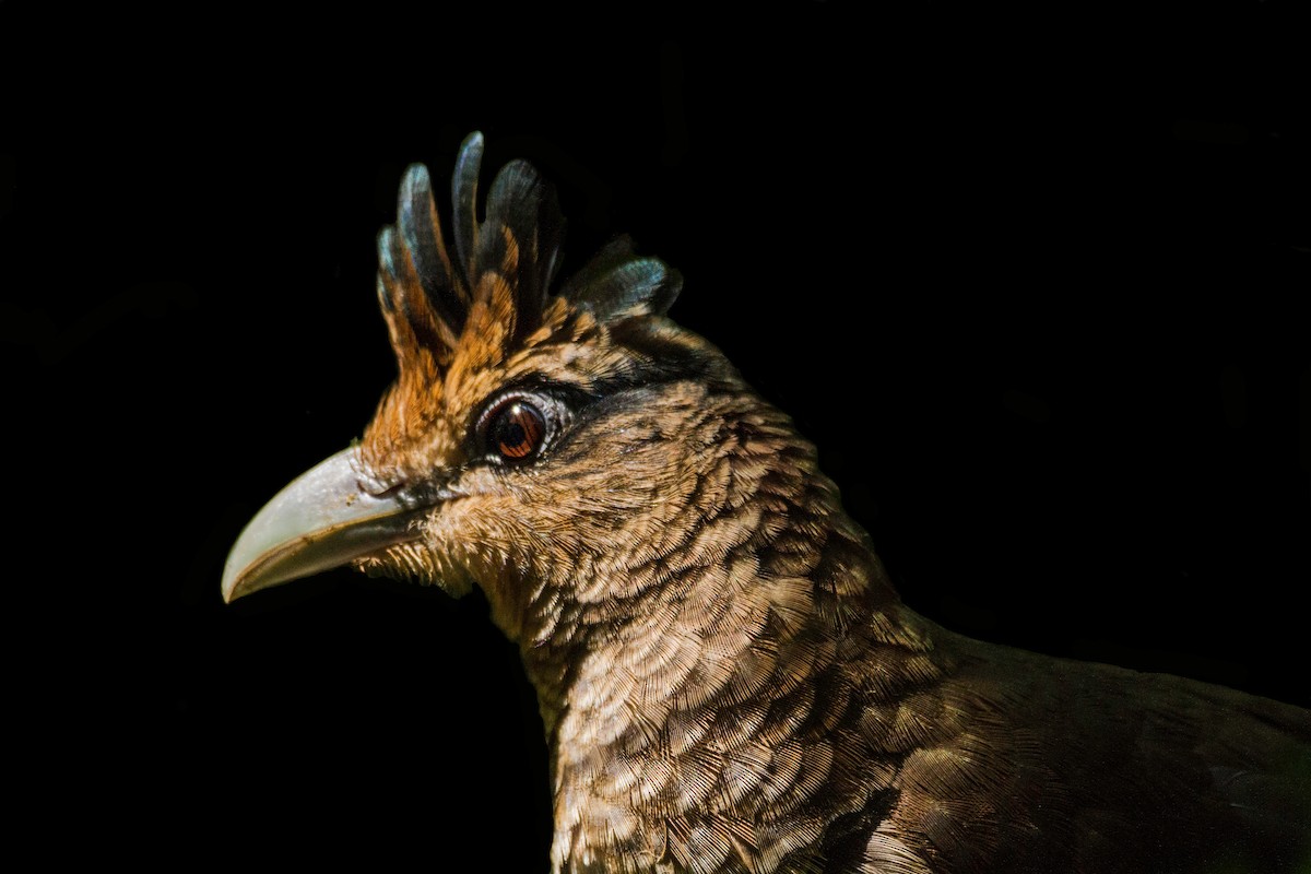Rufous-vented Ground-Cuckoo - Calíope Rojas